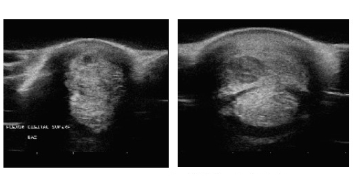 BEFORE-_DUAL-1_HORSE