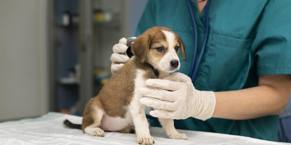 A Guide to Pain Management in Pets & Small Animals For Vets - Indiba Asia