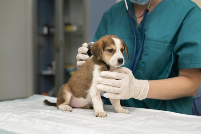 close-up-veterinarian-taking-care-dog